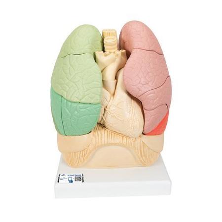 3B SCIENTIFIC Segmented Lung - w/ 3B Smart Anatomy 1008494